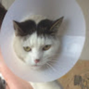 Meet your Posher, Joseph